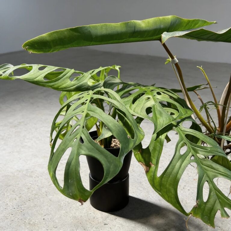 Monstera esqueleto