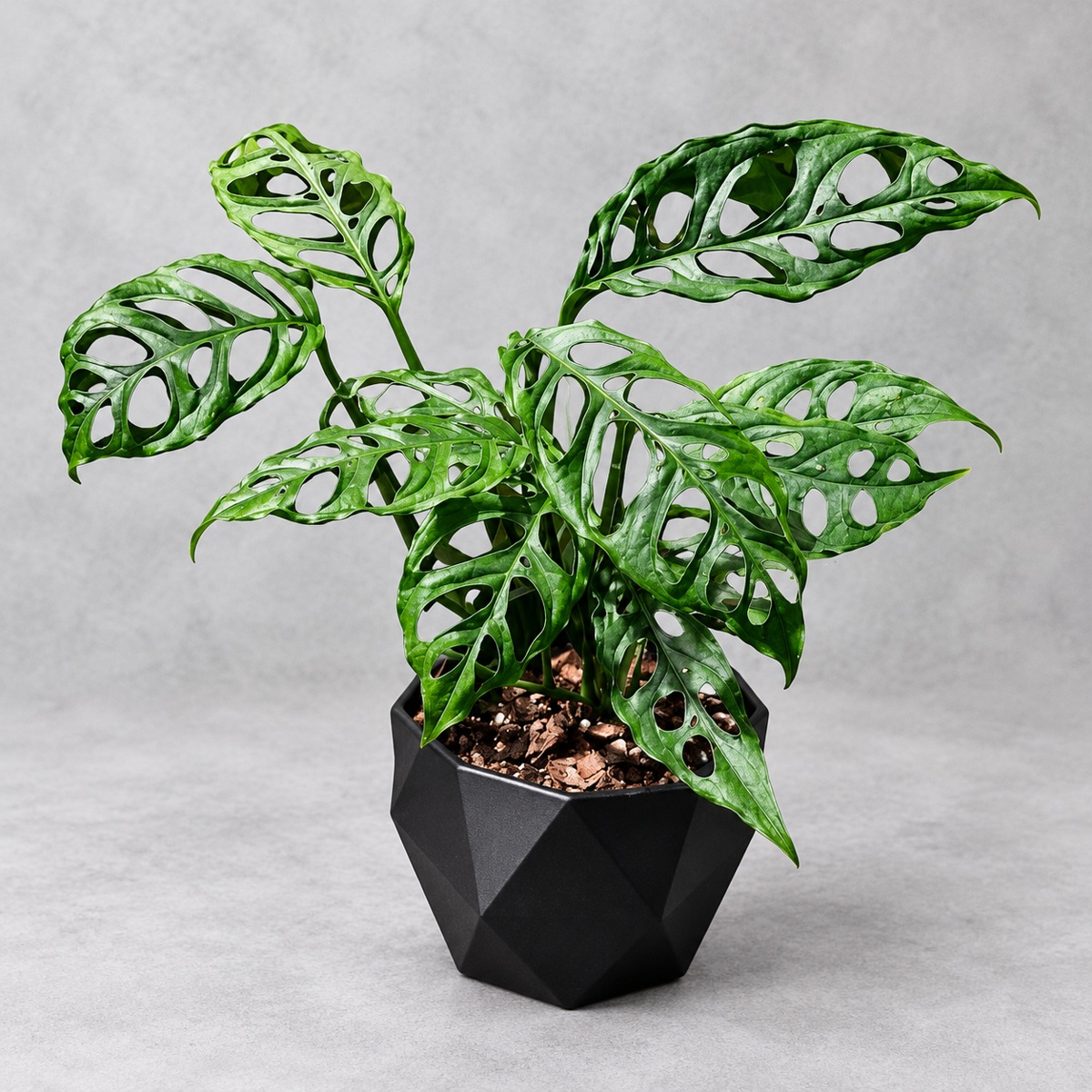 plantjai-monstera-obliqua-peru-cover-repair-20261005 秘魯斜葉龜背竹|植物原圖背景重製