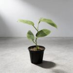 斯普魯斯龜背竹 Monstera Spruceana｜示意圖 representative image