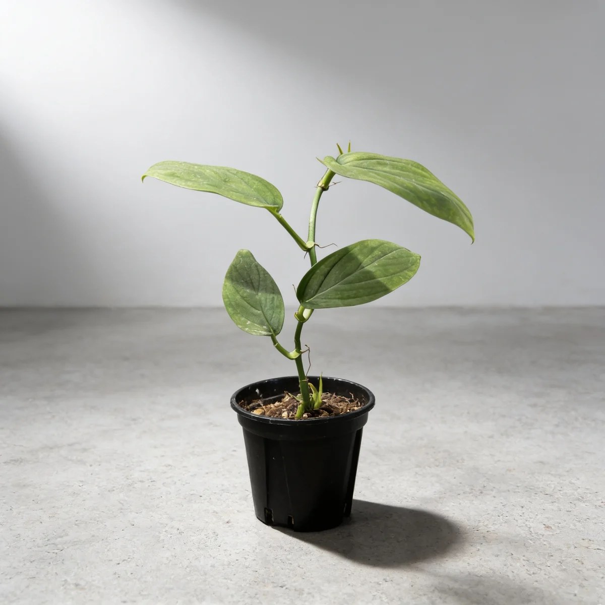 plantjai-monstera-spruceana-cover-ai 斯普魯斯龜背竹 Monstera Spruceana|示意圖 representative image