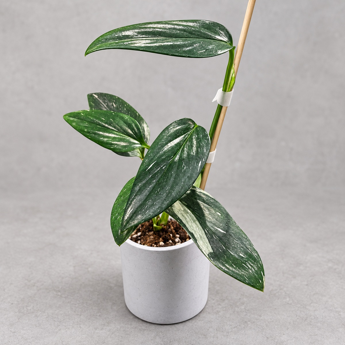 plantjai-monstera-standleyana-albo-cover-renewal-20261005 史丹利錦龜背竹|商品原相背景重製