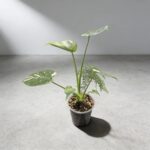 泰國灑金龜背竹 Monstera Thai Constellation 2｜示意圖 representative image