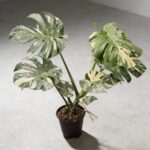 泰國灑金龜背竹 Monstera Thai Constellation 3｜示意圖 representative image