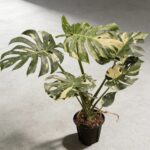 泰國灑金龜背竹 Monstera Thai Constellation 4｜示意圖 representative image