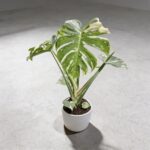 泰國灑金龜背竹 Monstera Thai Constellation 5｜示意圖 representative image