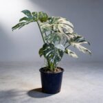 泰國灑金龜背竹 Monstera Thai Constellation｜示意圖 representative image