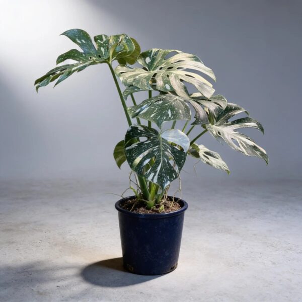 Monstera 'Thai Constellation' — 植仔 Plantjai 香港觀葉植物