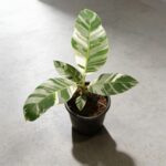 夏威夷白錦香蕉樹 Musa Ae Ae｜示意圖 representative image
