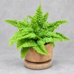 棉花糖蕨（｜植物原圖背景重製