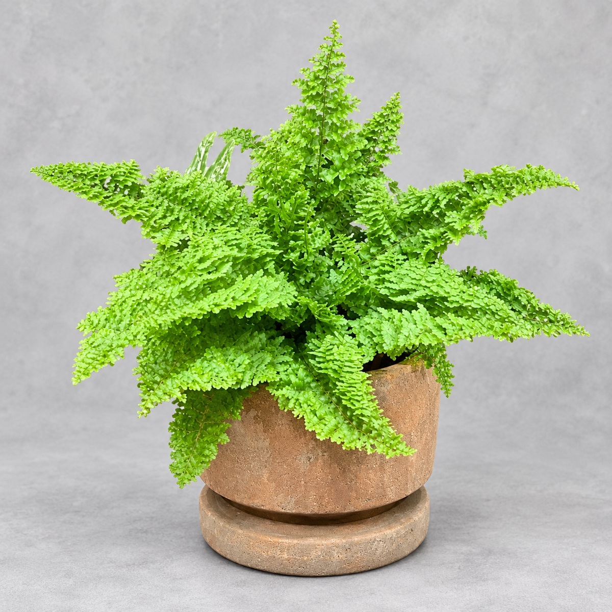 plantjai-nephrolepis-exaltata-marisa-fern-cover-repair-20261005 棉花糖蕨(|植物原圖背景重製