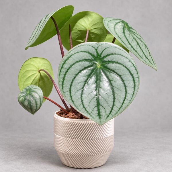 Peperomia Argyreia Grandis