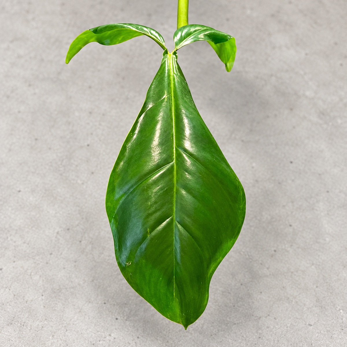 plantjai-philodendron-69686-cover-renewal-20261005 Philodendron 69686|商品原相背景重製