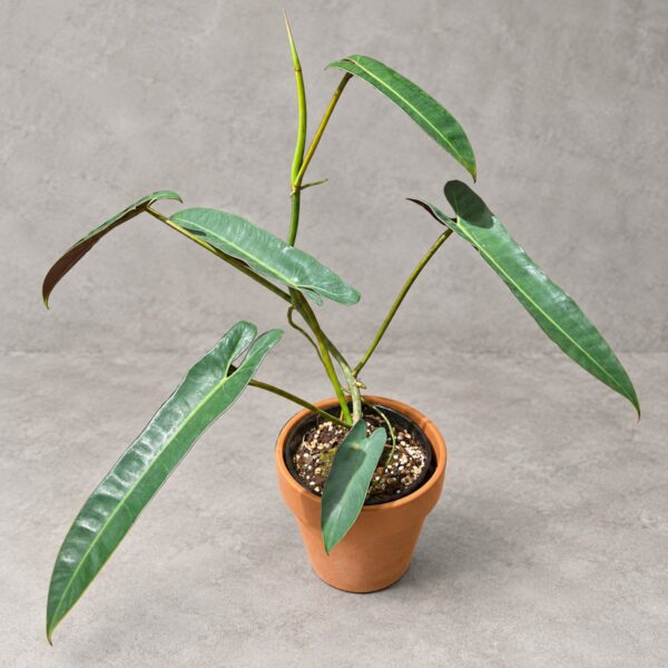 Philodendron atabaposense — 植仔 Plantjai 香港觀葉植物
