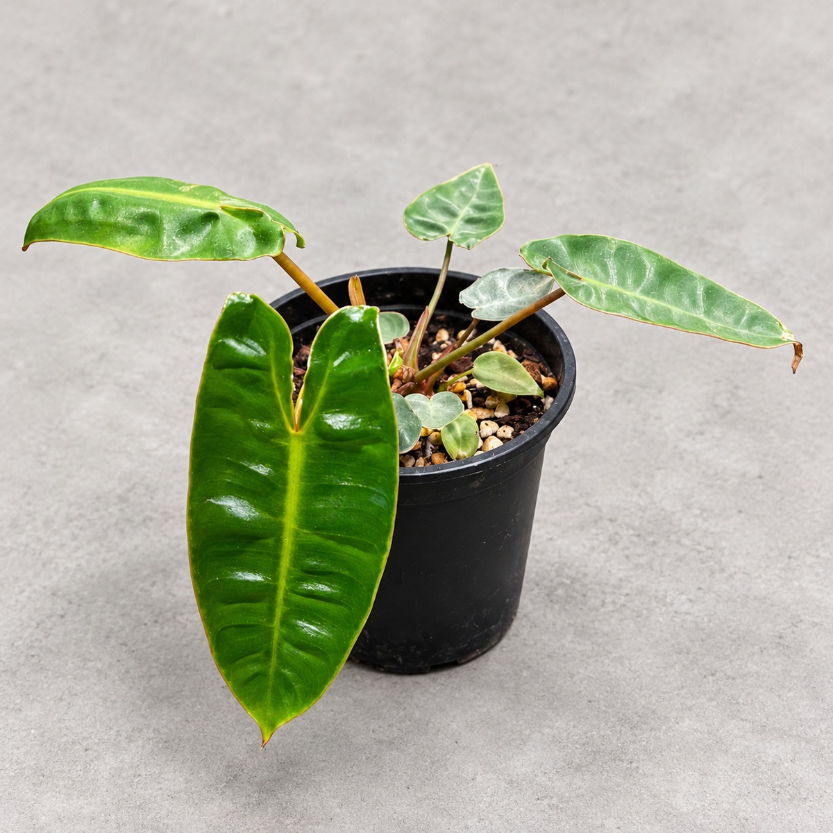 plantjai-philodendron-billietiae-cover-renewal-20261005 橙柄蔓綠絨|商品原相背景重製