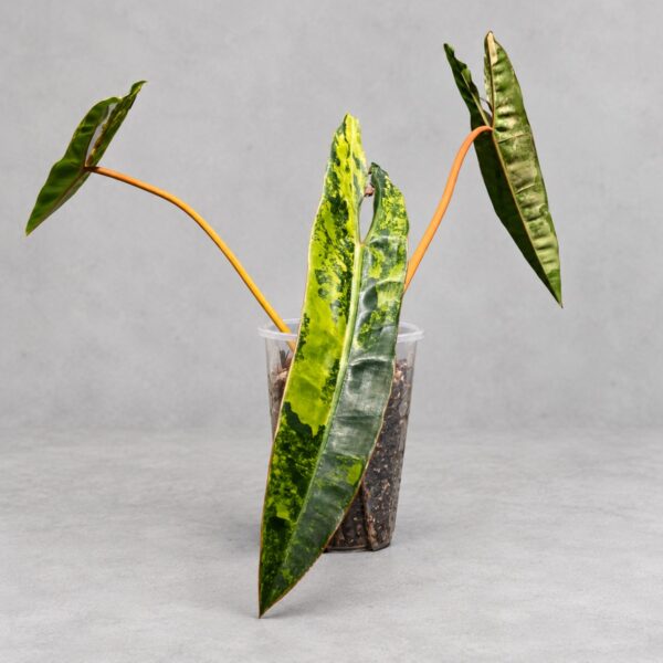 Philodendron billietiae variegated — 植仔 Plantjai 香港觀葉植物