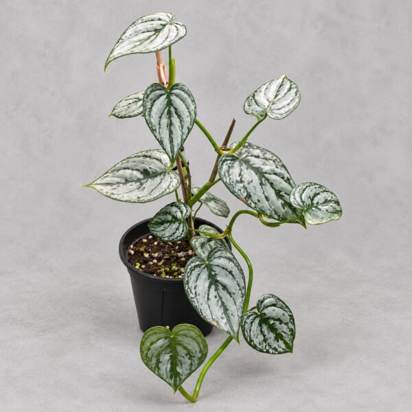 Philodendron brandtianum — 植仔 Plantjai 香港觀葉植物
