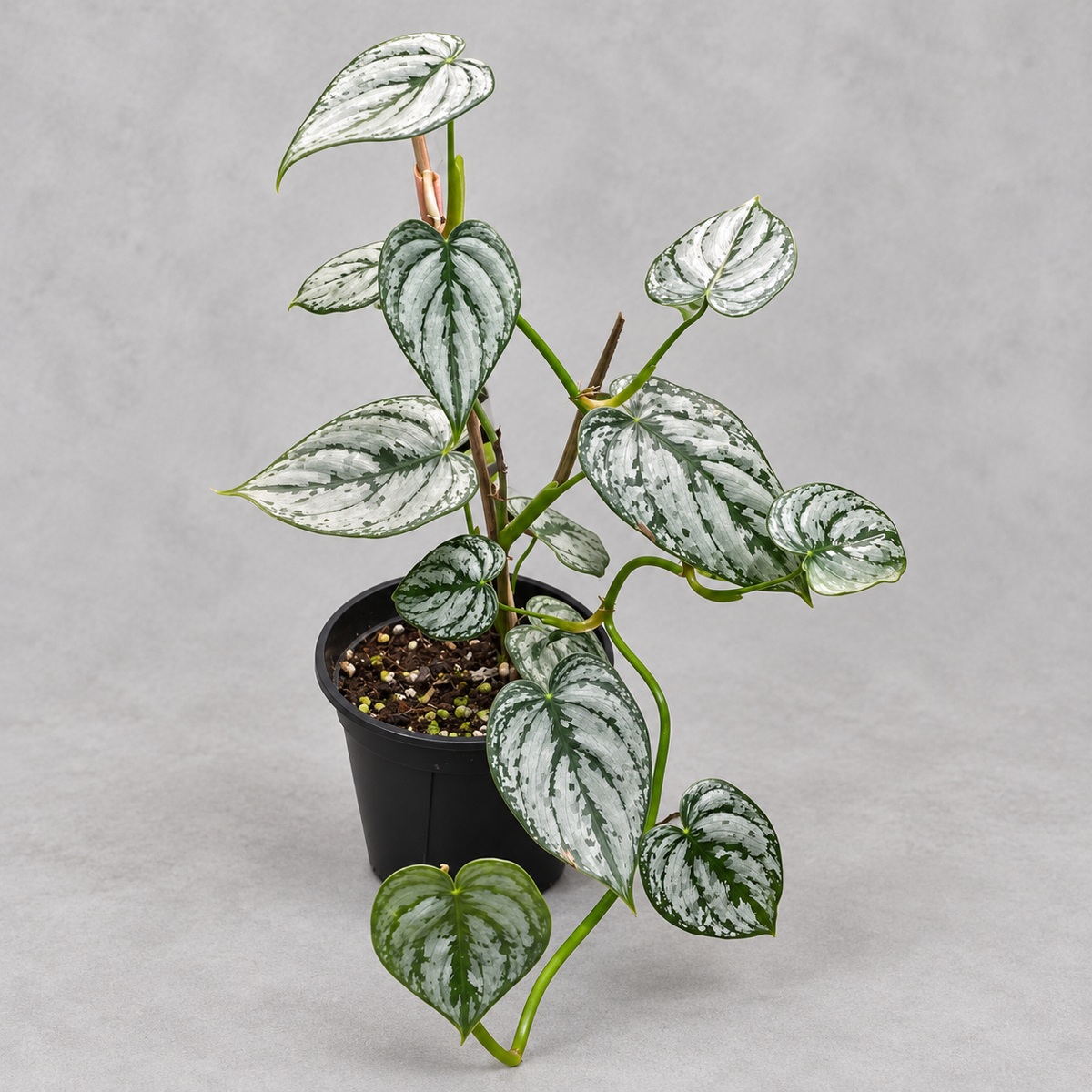 plantjai-philodendron-brandtianum-cover-renewal-20261005 白蘭地蔓綠絨|商品原相背景重製
