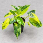 伯樂錦蔓綠絨｜商品原相背景重製