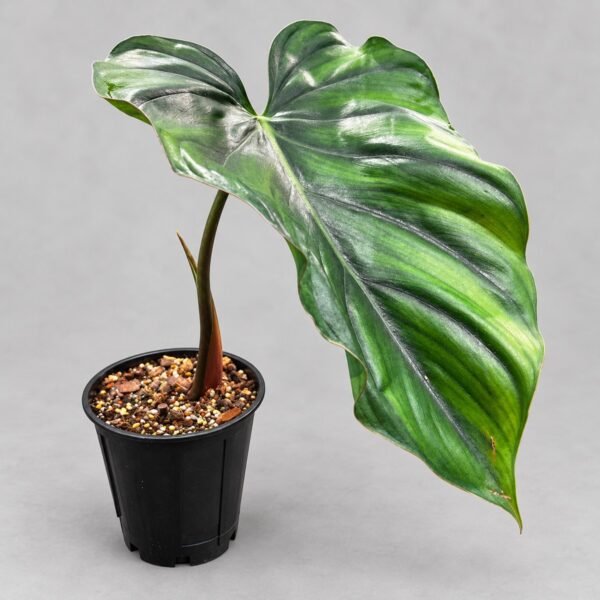 Philodendron 'Colombia' — 植仔 Plantjai 香港觀葉植物