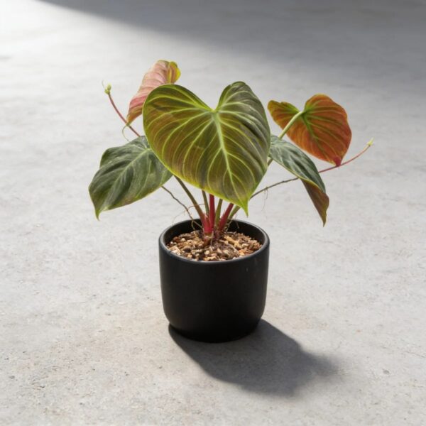 Philodendron 'El Choco Red' — 植仔 Plantjai 香港觀葉植物