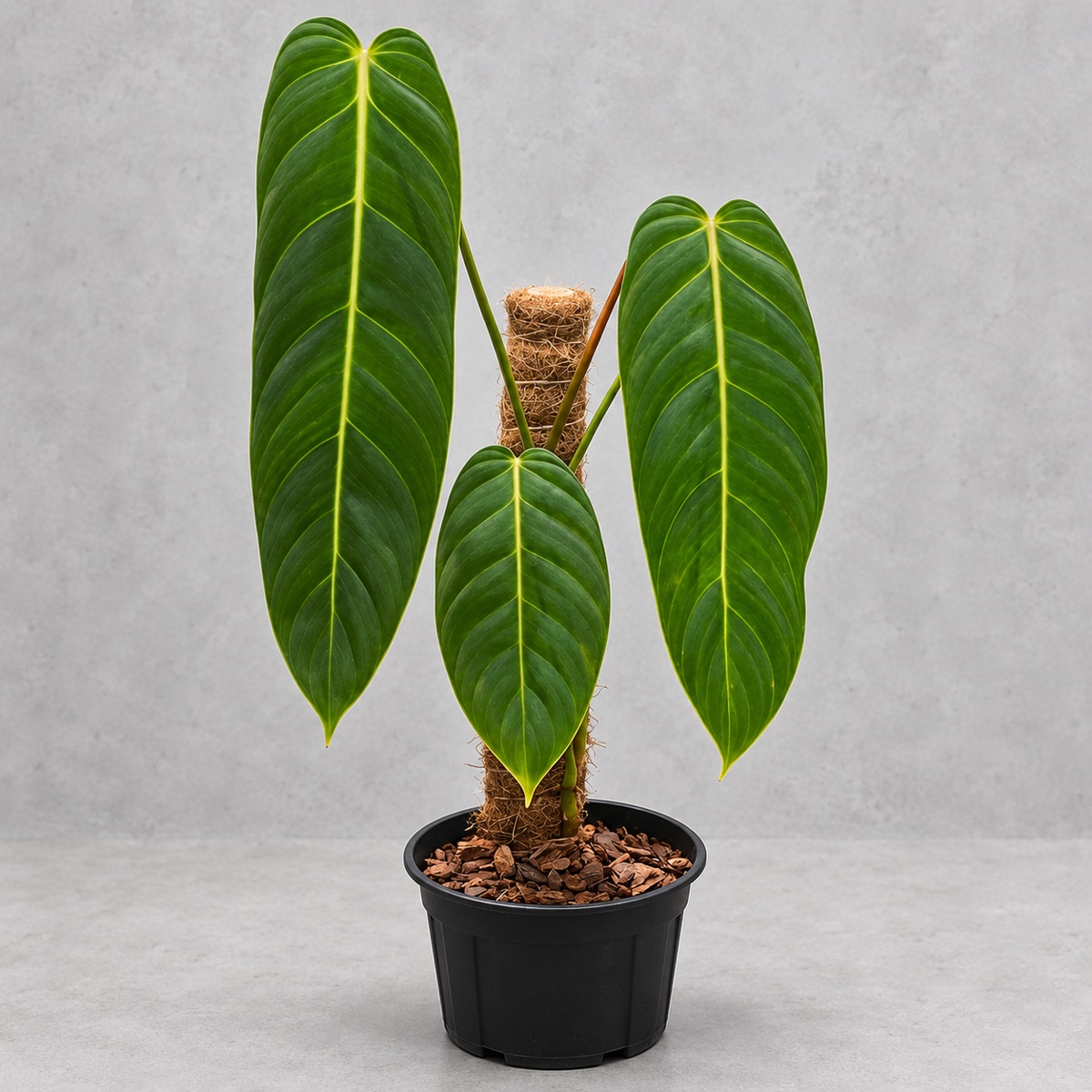 plantjai-philodendron-esmeraldense-cover-repair-20261005 蔓綠絨|植物原圖背景重製