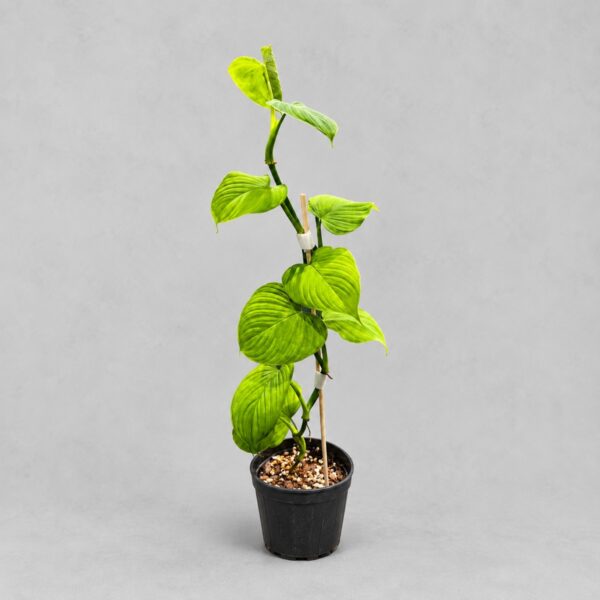 Philodendron fibraecataphyllum 'Peru'