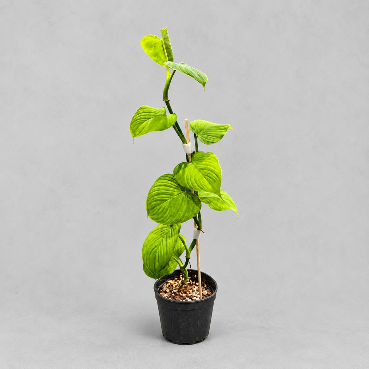 plantjai-philodendron-fibraecataphyllum-peru-cover-renewal-20261005 秘魯蔓綠絨|商品原相背景重製