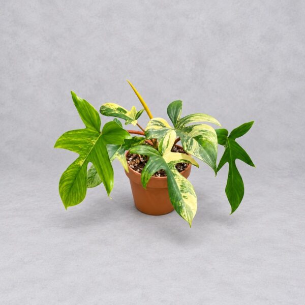 Philodendron 'Florida Beauty' — 植仔 Plantjai 香港觀葉植物