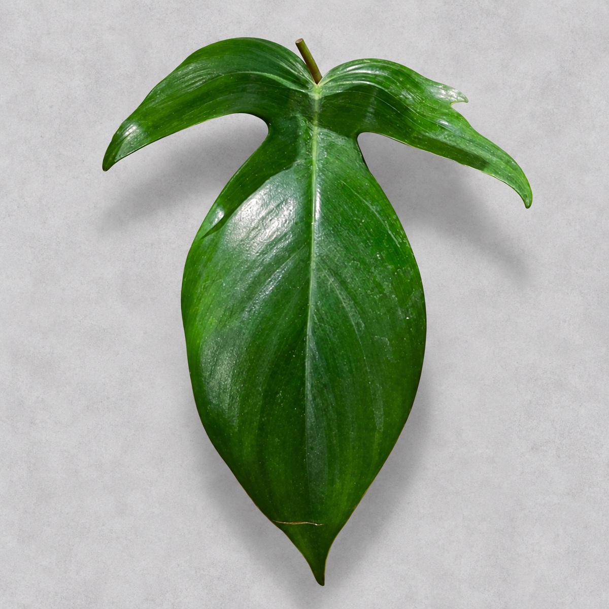 plantjai-philodendron-florida-cover-renewal-20261005 佛羅里達蔓綠絨|商品原相背景重製