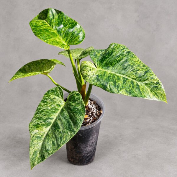 Philodendron gigantium variegata — 植仔 Plantjai 香港觀葉植物