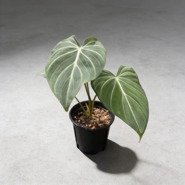Philodendron 'Gloriosum' — 植仔 Plantjai 香港觀葉植物