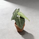 榮耀蔓綠絨 Philodendron Glorious｜示意圖 representative image