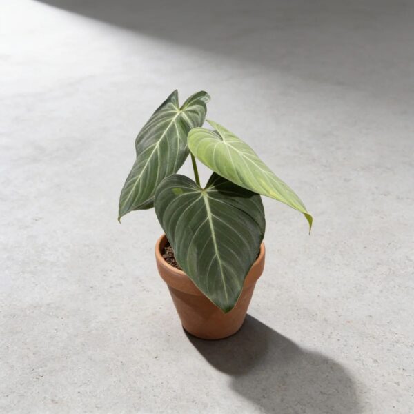 Philodendron 'Glorious' — 植仔 Plantjai 香港觀葉植物