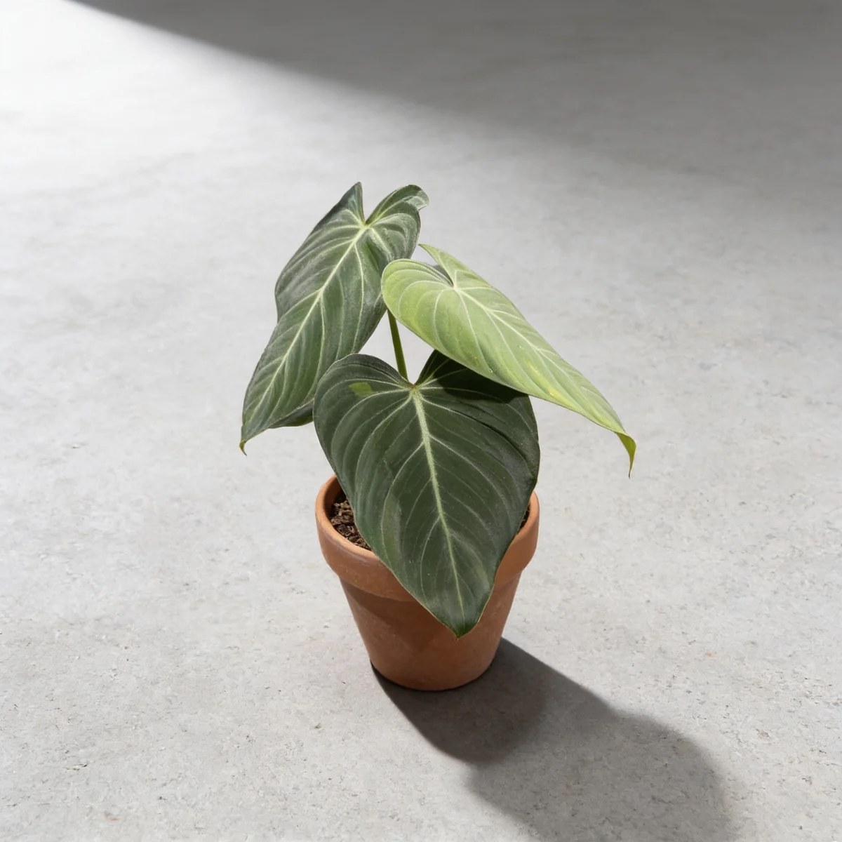 plantjai-philodendron-glorious-cover-ai 榮耀蔓綠絨 Philodendron Glorious|示意圖 representative image