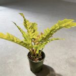黃金火之戒蔓綠絨 Philodendron Golden Crocodile｜示意圖 representative image