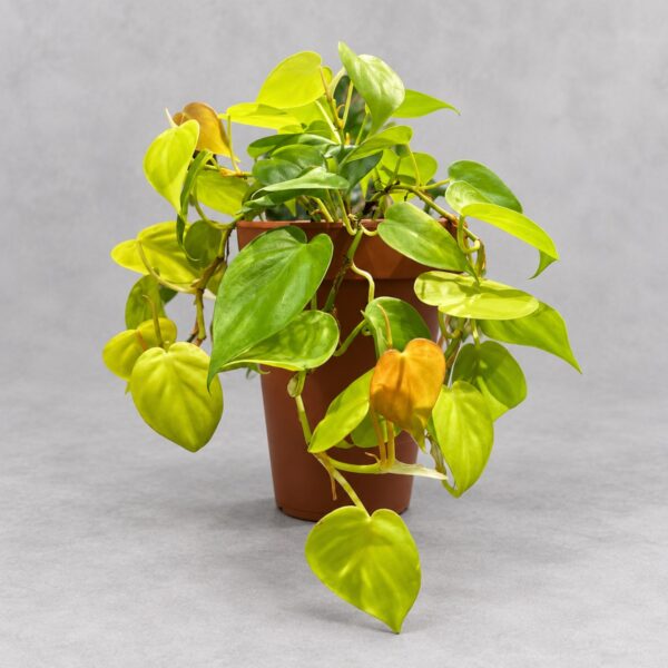 Philodendron hederaceum 'Lemon Lime' — 植仔 Plantjai 香港觀葉植物