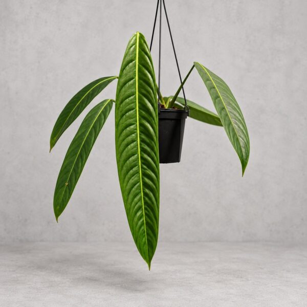 Philodendron Heterocraspedon