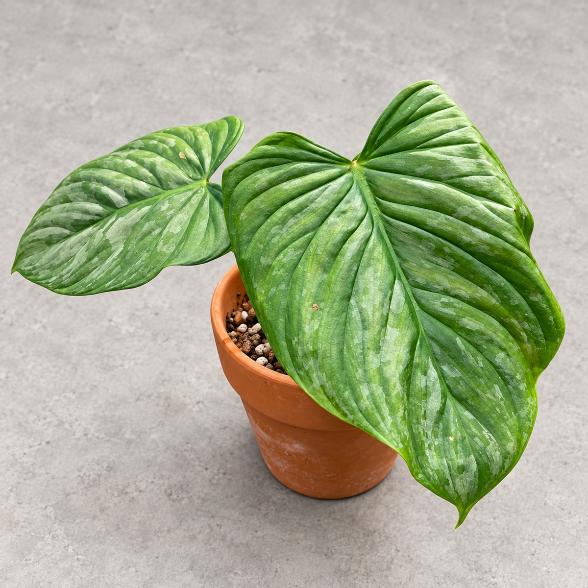 plantjai-philodendron-majestic-cover-renewal-20261005 威嚴蔓綠絨|商品原相背景重製