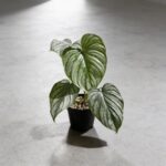 雲錦蔓綠絨 Philodendron Mamei｜示意圖 representative image