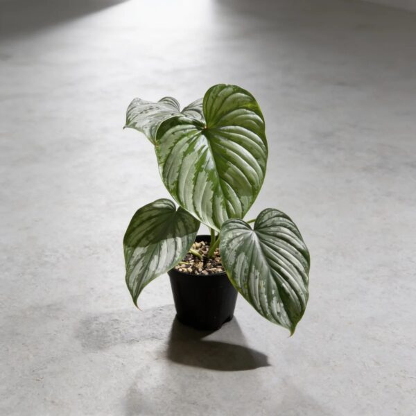 Philodendron Mamei