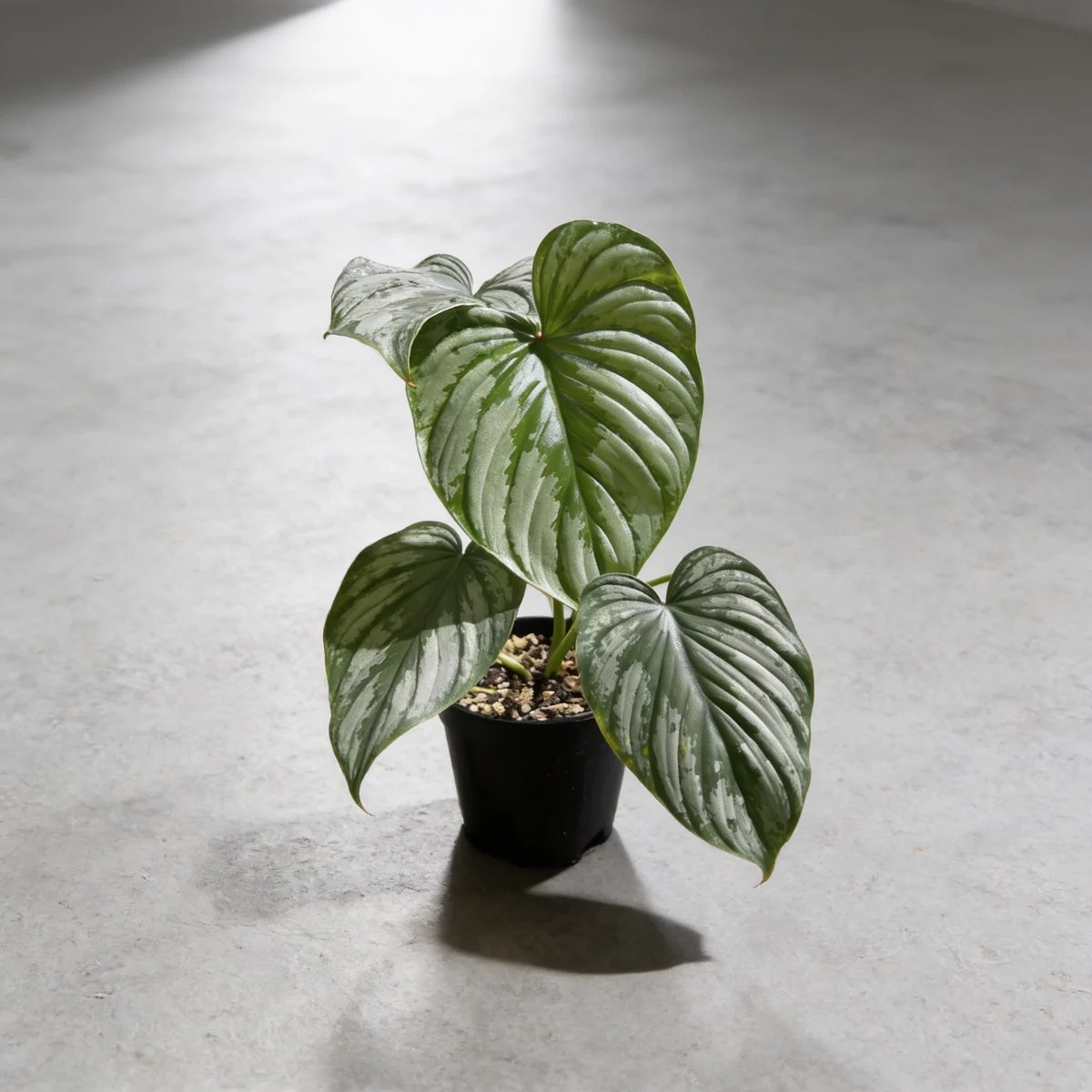 plantjai-philodendron-mamei-cover-ai 雲錦蔓綠絨 Philodendron Mamei|示意圖 representative image