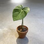 麥兜綠絨 Philodendron Mcdowell 2｜示意圖 representative image