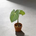 麥兜蔓綠絨 Philodendron Mcdowell 3｜示意圖 representative image
