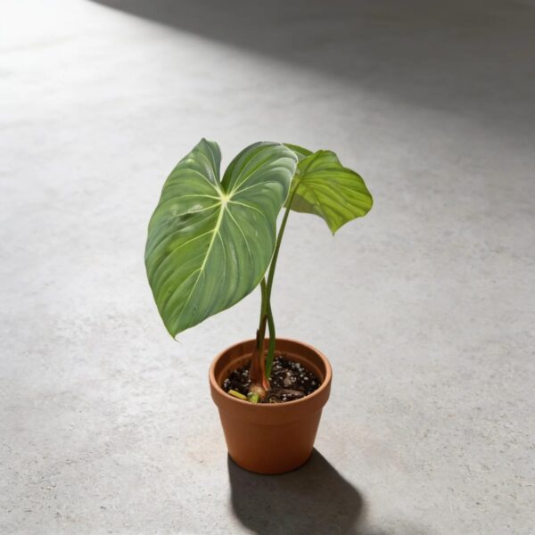 Philodendron 'DeanMcDowell' — 植仔 Plantjai 香港觀葉植物