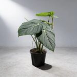 麥兜蔓綠絨 Philodendron Mcdowell 4｜示意圖 representative image