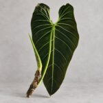 黑金蔓綠絨｜商品原相背景重製