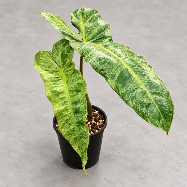 Philodendron Paraiso Verde