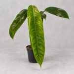 派翠西亞蔓綠絨｜植物原圖背景重製