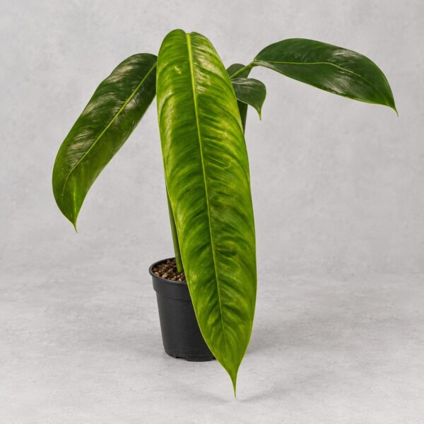 Philodendron Patriciae