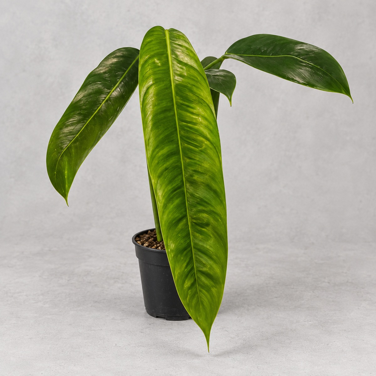plantjai-philodendron-patriciae-cover-repair-20261005 派翠西亞蔓綠絨|植物原圖背景重製